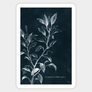 Cyanotype - Camphora Officinalis - C Sticker